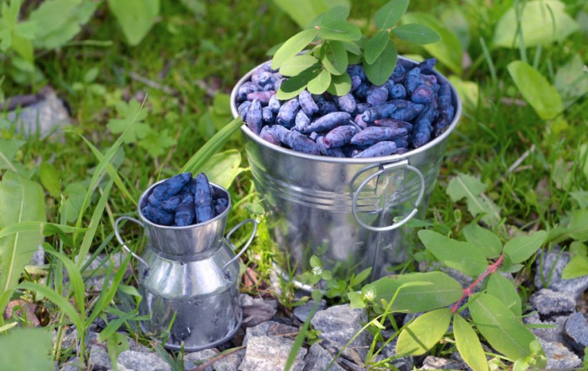 Збір врожаю жимолості Збір врожаю жимолості