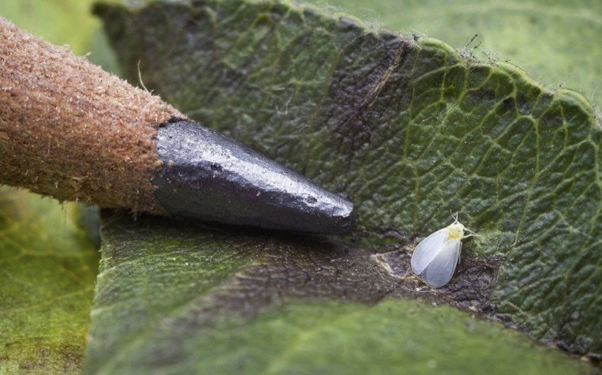 Білокрилка