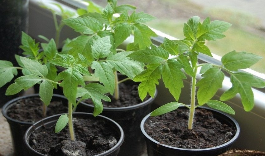 Розсада томатів