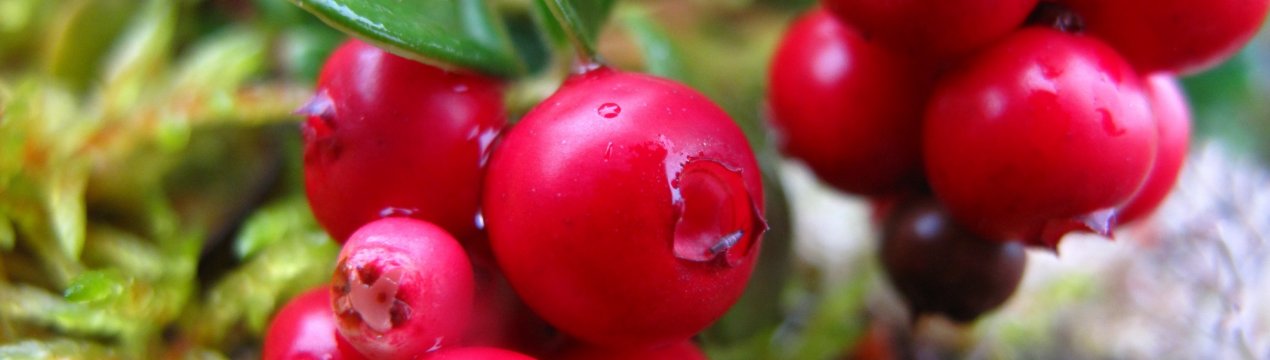 Сорт брусниці Червона перлина: особливості вирощування