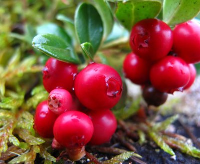 Сорт брусниці Червона перлина: особливості вирощування