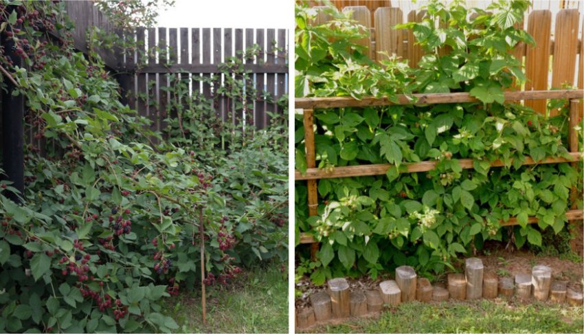 Місце для посадки ожини Місце для посадки ожини