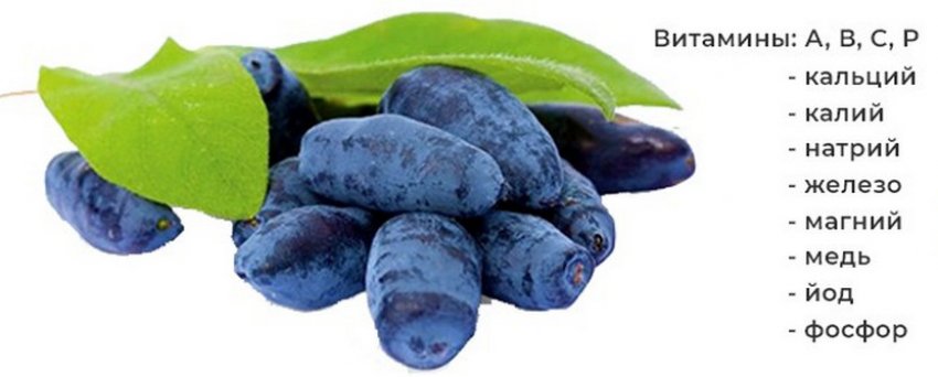 Складу жимолості Складу жимолості