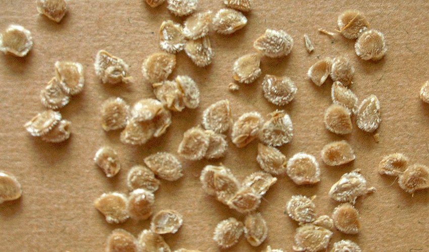 Насіння томатів