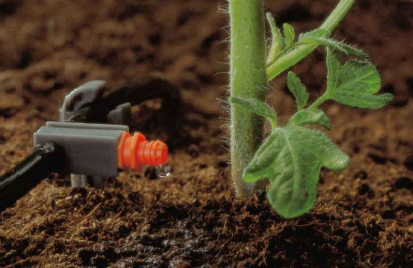 Полив помідорів Полив помідорів