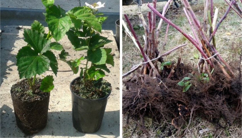 Саджанці ожини із закритою і відкритою кореневою системою Саджанці ожини із закритою і відкритою кореневою системою