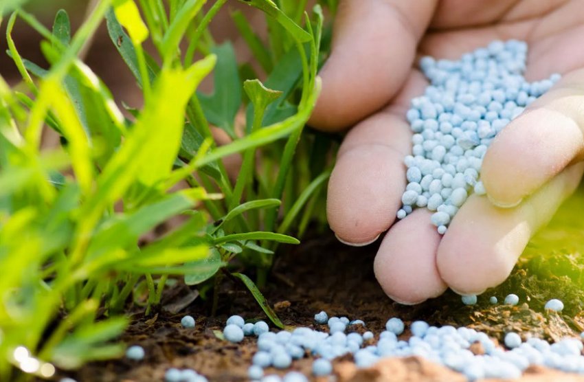 Азотна підгодівля Азотна підгодівля