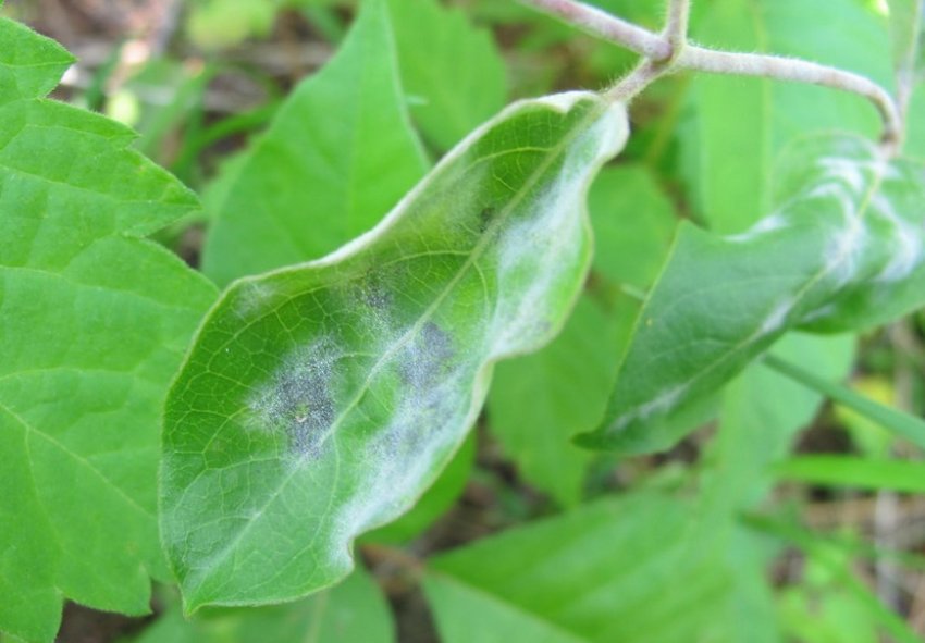 Борошниста роса жимолості Борошниста роса жимолості