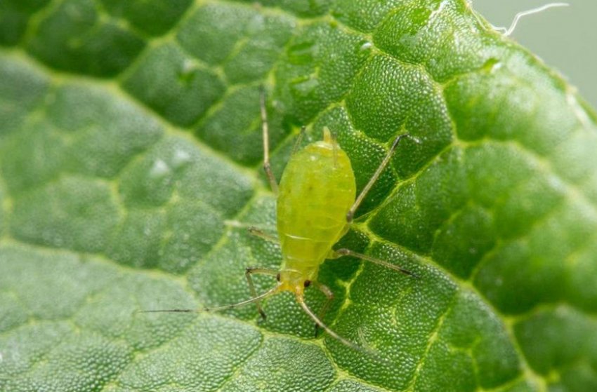 Попелиця Попелиця