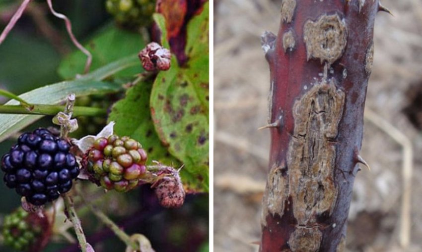 Антракноз ожини Антракноз ожини