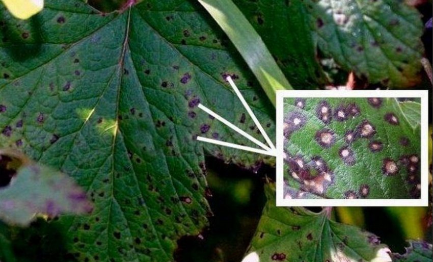 Септоріоз ожини Септоріоз ожини