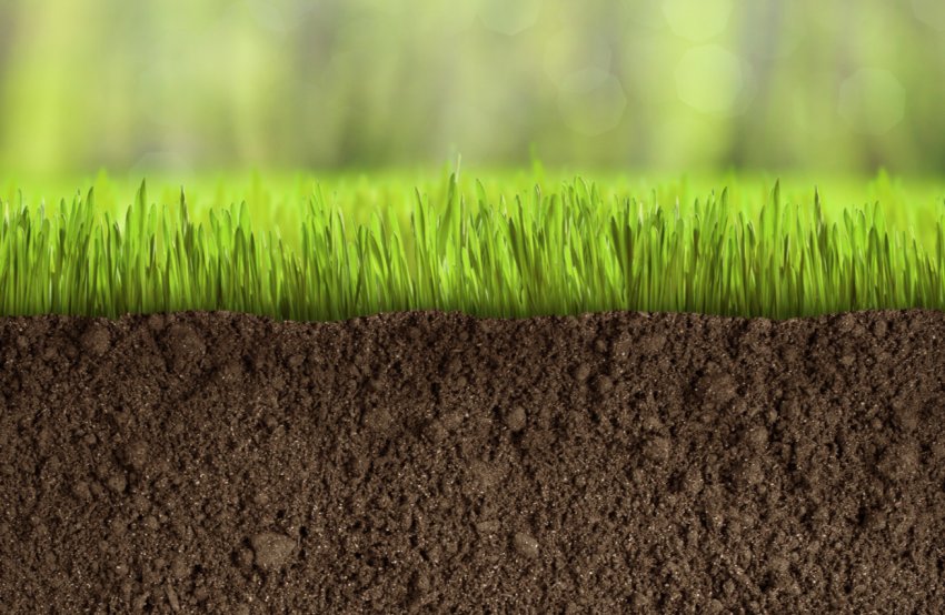 У США розкрили секрет ґрунтового «імунітету»