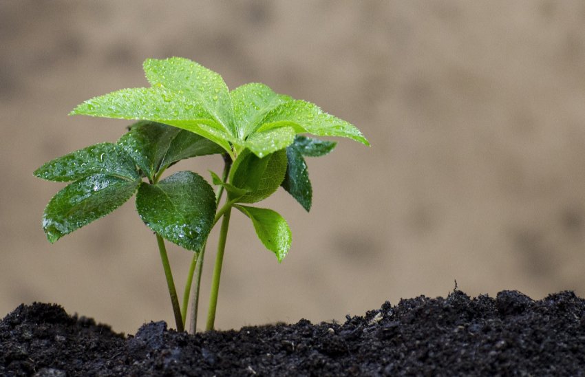 У США розкрили секрет ґрунтового «імунітету»