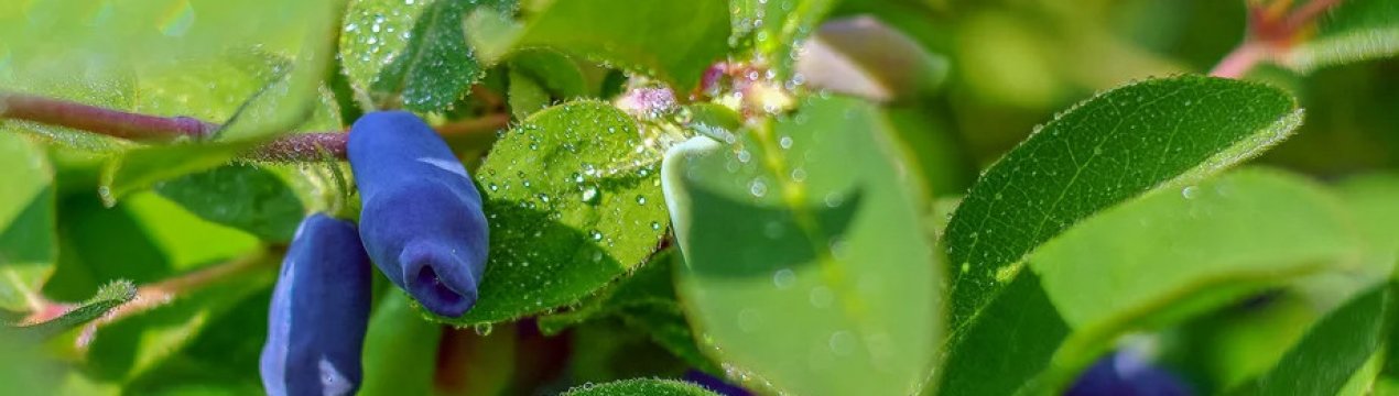 Сорт жимолості їстівної Амур: зовнішній вигляд, особливості