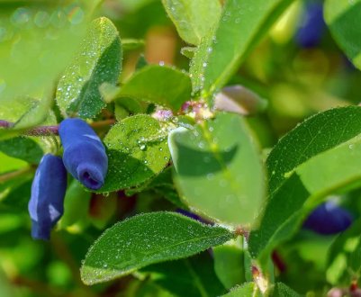 Сорт жимолості їстівної Амур: зовнішній вигляд, особливості
