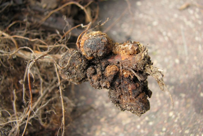 Кореневий рак Кореневий рак