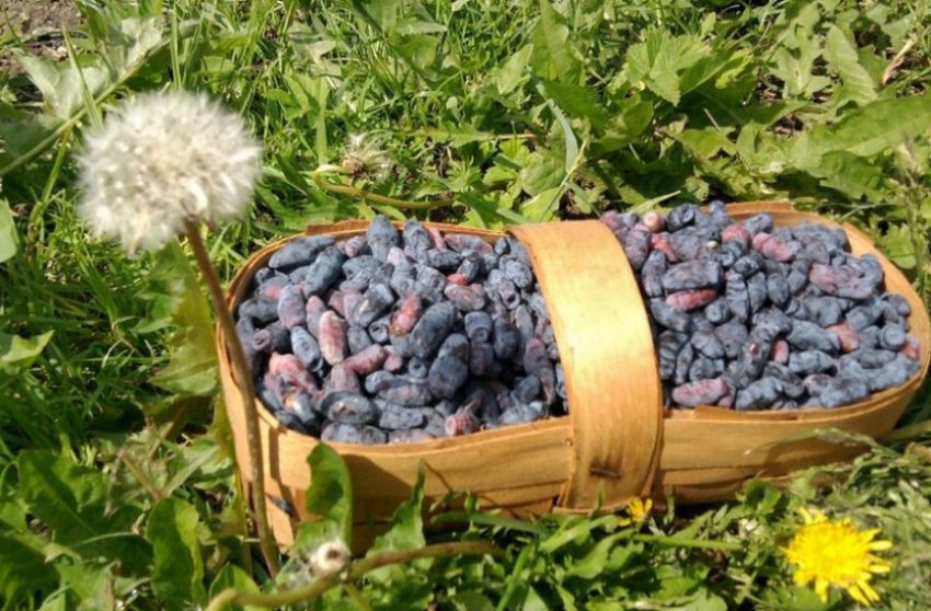 Збір урожаю Збір урожаю