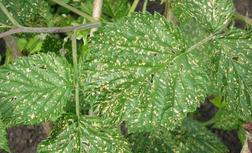 Мозаїка ожини Мозаїка ожини