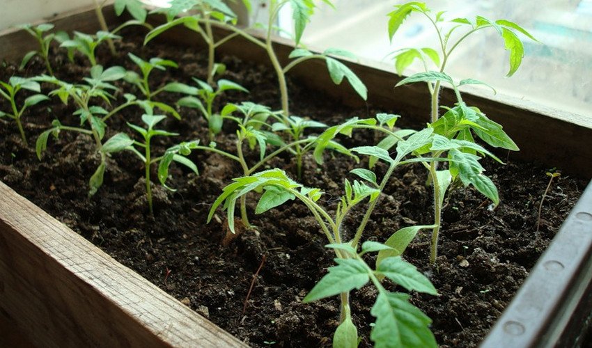 Розсада томатів
