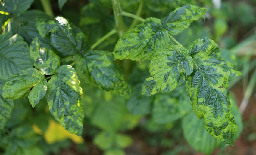 Курчавість ожини Курчавість ожини