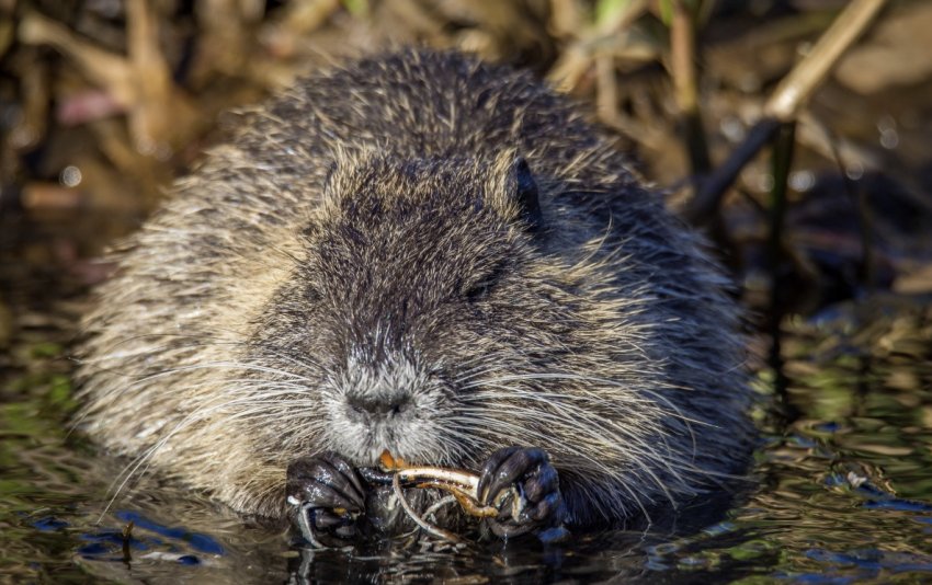 Раціон ондатри Раціон ондатри