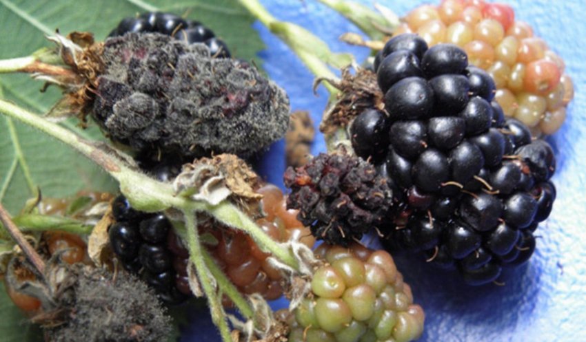 Сіра гниль ожини Сіра гниль ожини