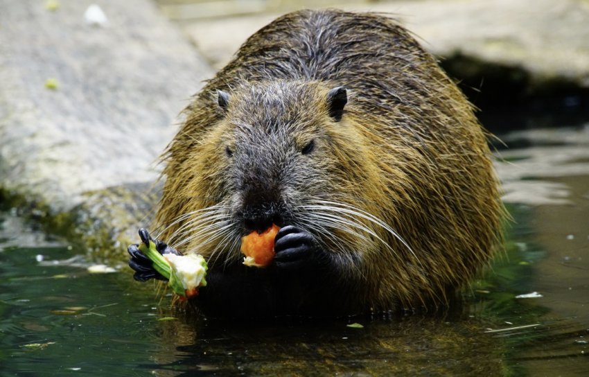 Раціон нутрії Раціон нутрії