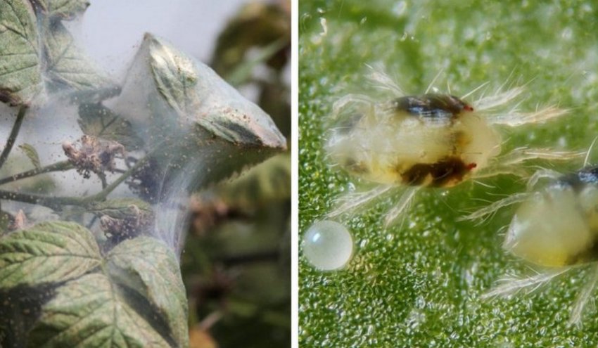 Павутинний кліщ Павутинний кліщ