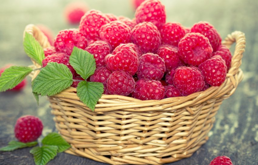 Чудесне перетворення звалища в ягідник справив черкаський фермер Чудесне перетворення звалища в ягідник справив черкаський фермер