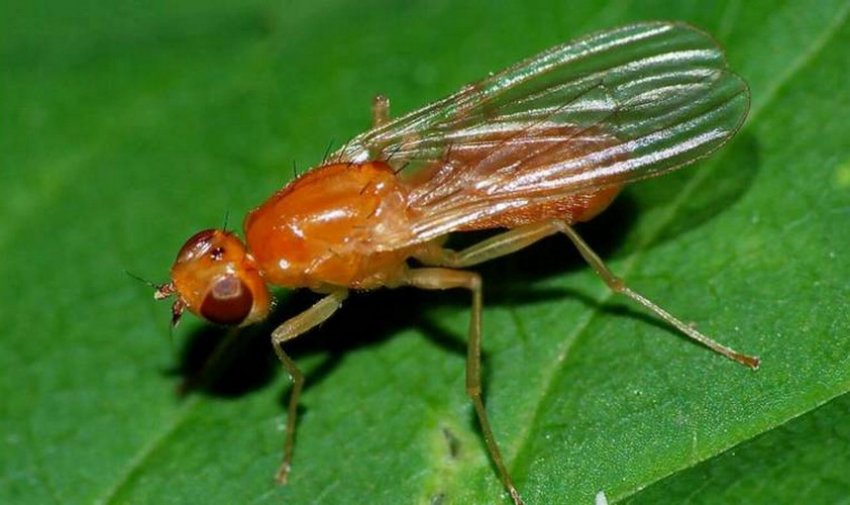 Стеблова муха Стеблова муха