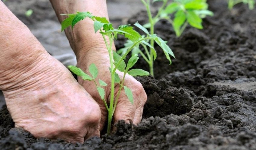 Висадка розсади