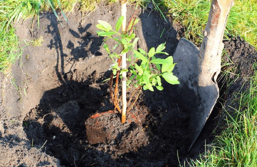 Посадка жимолості