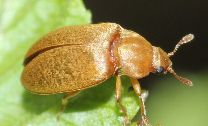 Малиновий жук Малиновий жук