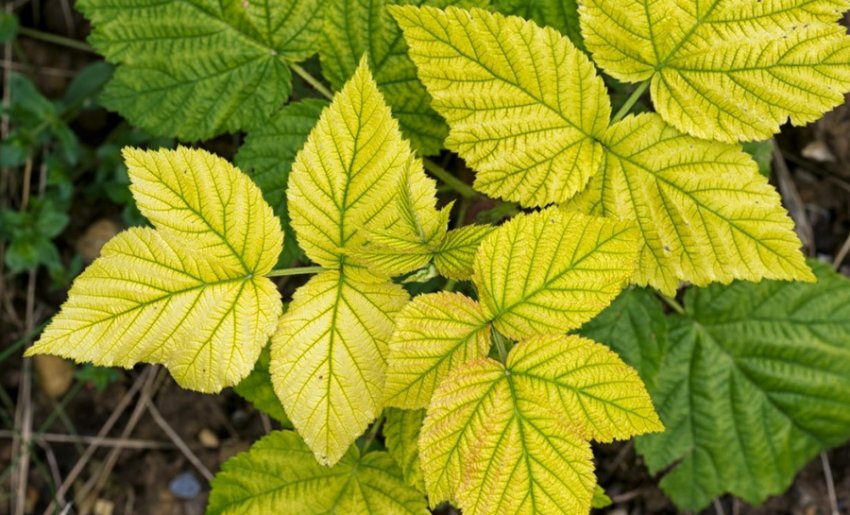 Сітчатість жовта Сітчатість жовта