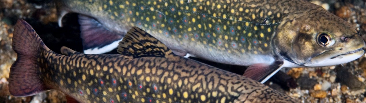 Сирійські рибоводи відновлюють популяцію річкової форелі