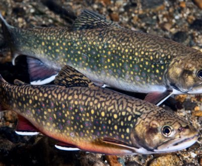 Сирійські рибоводи відновлюють популяцію річкової форелі