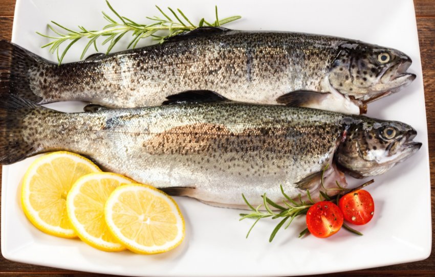 Сирійські рибоводи відновлюють популяцію річкової форелі