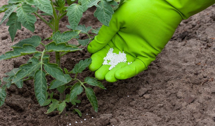 Підживлення томатів