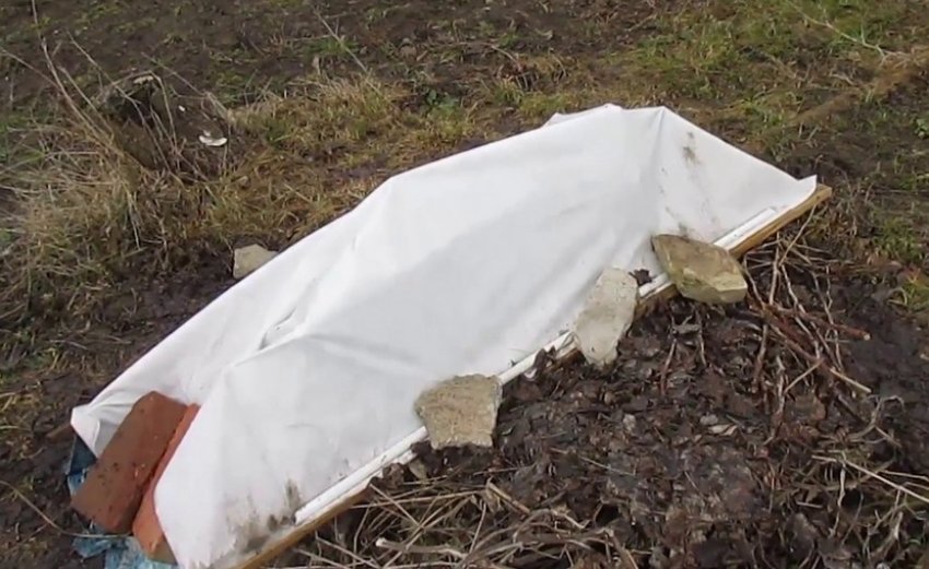 Укриття ожини на зиму Укриття ожини на зиму