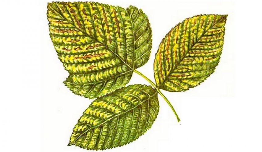 Мозаїка Мозаїка