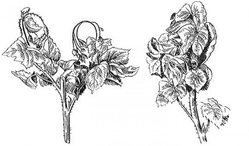 Курчавість Курчавість