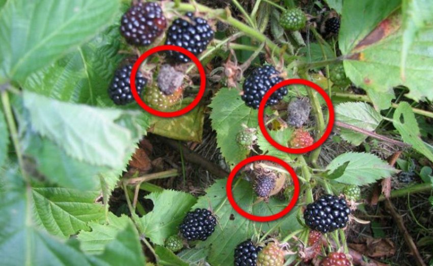 Сіра гниль Сіра гниль