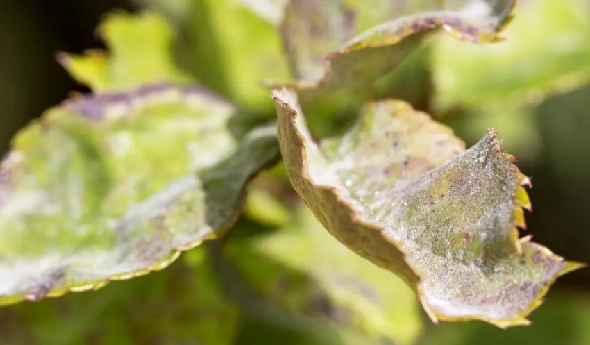 Борошниста роса Борошниста роса