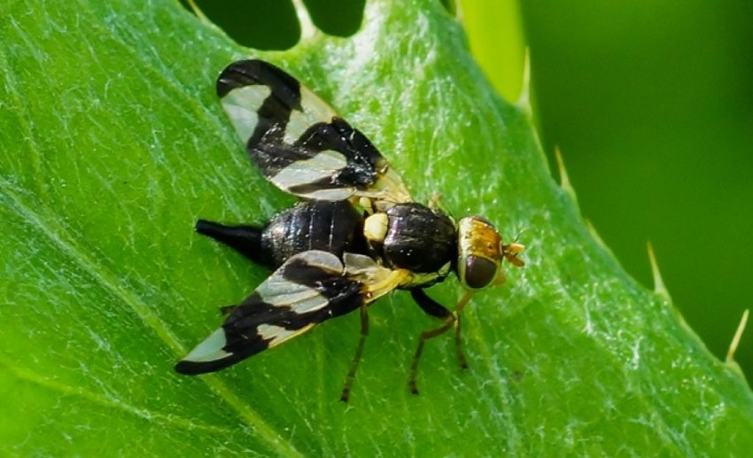 Вишнева муха