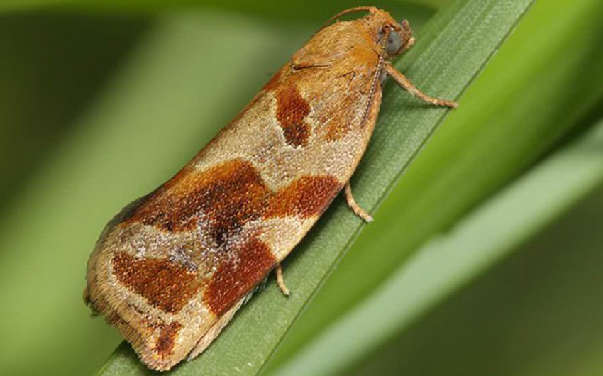 Листовійка