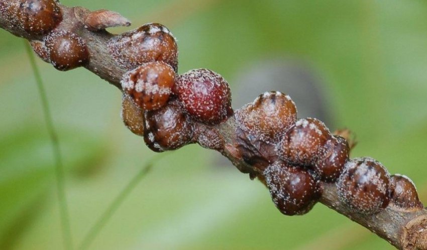 Щитівка на жимолості