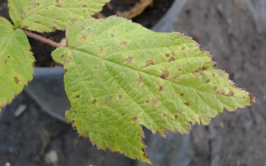 Септоріоз Септоріоз