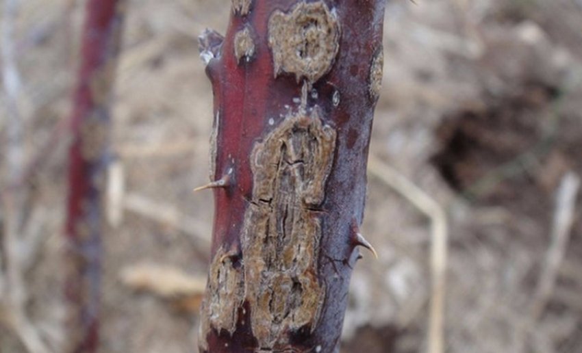 Антракноз Антракноз