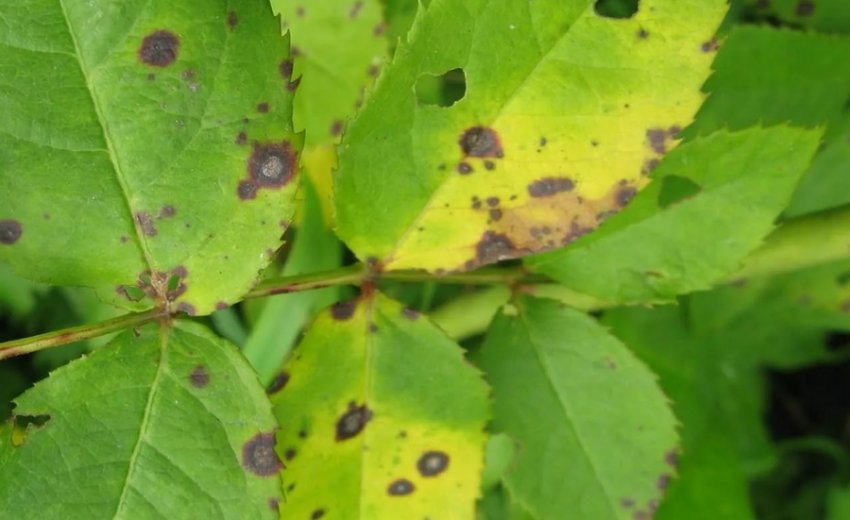 Пурпурова плямистість Пурпурова плямистість