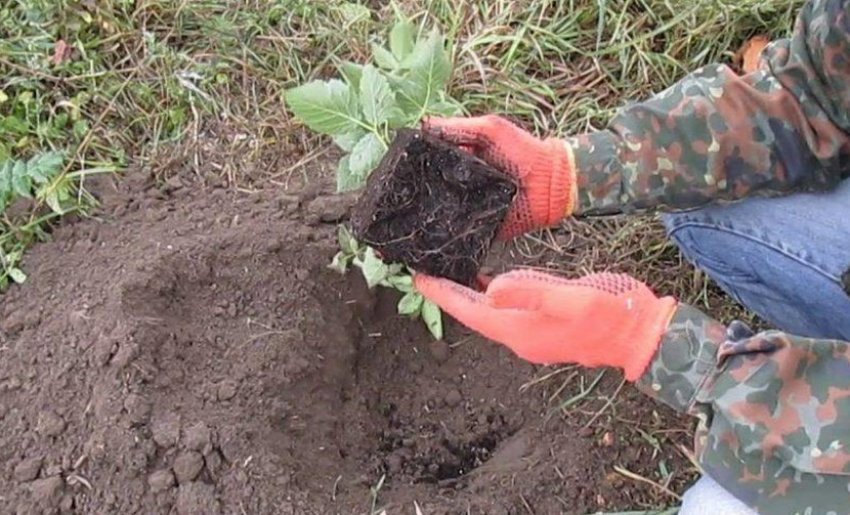 Посадка ожини
